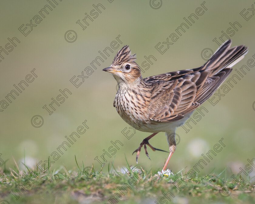 DSC 9260-1 
 A brief gap in Wicklows horrible weather gave this male Sky Lark a chance to display to prospective females along the Kilcoole coast, Co. Wicklow.