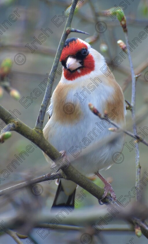 DSC 0114 (3)a 
 "Poser" A goldfinch gives me it's best angle for the camera. Picture: Sean McInerney.