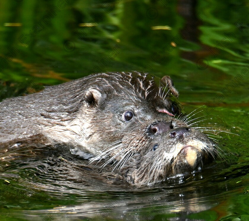 20230816 192735 
 Mother otter teaching pup how to swim