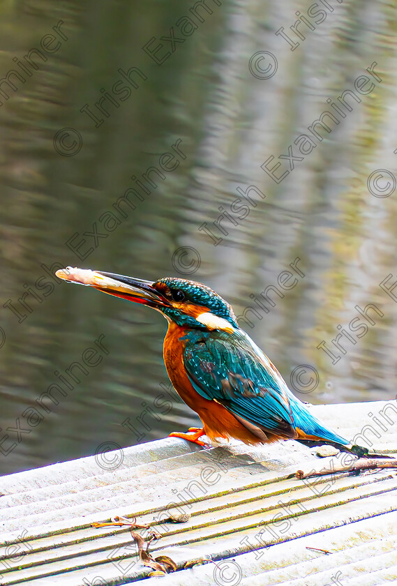 Kingfisher 03 
 This brightly coloured kingfisher just caught his evening meal at Derg Isle Adventure Centre, Scariff Co. Clare. Picture: Claus-Eckhard Kraemer