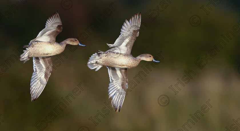 IMG 0978 
 Synchronous flightâ€¦!

A pair of Pintails photographed by Ashok Appu at Harpers Island Wetlands in Cork.