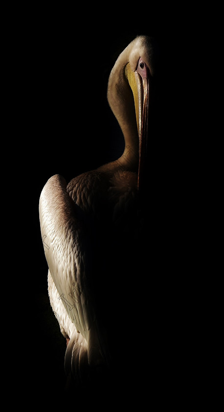 DSC 7208 (4) 
 Image of Great white Pelican captured in Fota wildlife Park, Co. Cork by Nik Hall! First trip out after road traffic accident meant I could not go out with camera for a year. Have realised that re learning anything about my camera and editing is more difficult than learning in the first place ðŸ˜