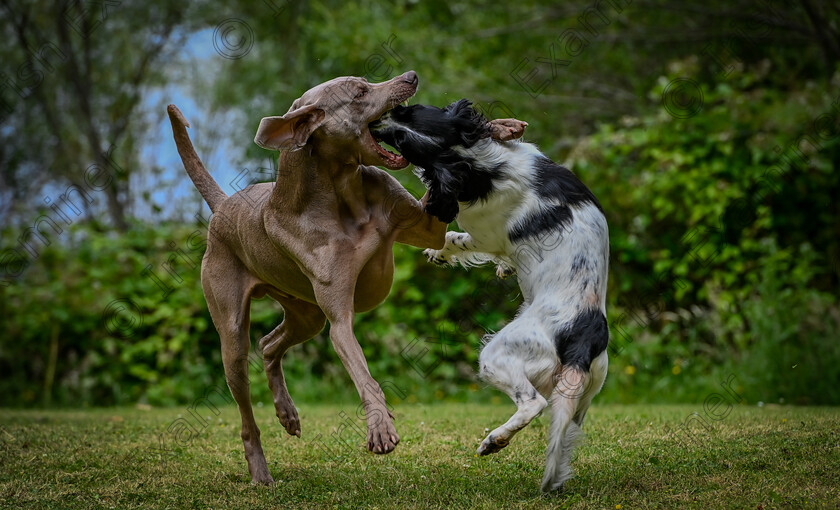 DSC6452-2 
 Retrieve the ball. Luca the Springer Spaniel dog retrieving his ball from the mouth of his larger companion and best friend Francesco the Weimaraner dog. Both dogs trust each other implicitly. Photo: Mark Leo