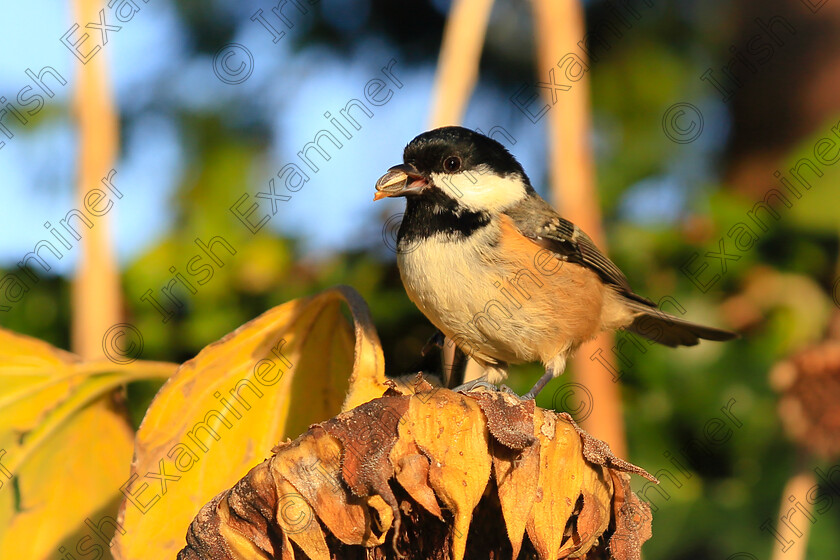 PSX 20231127 120502 
 A selection of Coal Tits decided to eat all the sunflower seeds on my garden...