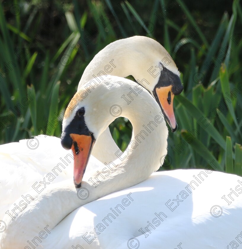929A5908(1) 
 We Two Are One. Their pose emphasises the close bond between this pair of swans near Blarney, Co.Cork. Photo taken by Martin Byrne on May 12th 2023. Camera Canon 7D Mark 2 . Lens Sigma 150-600mm.