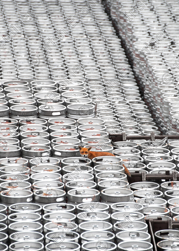 Junior Kegs 
 Junior the fox on her morning rounds of the Guinness Keg yard at St James Gate making sure all of the kegs are stacked to her satisfaction.