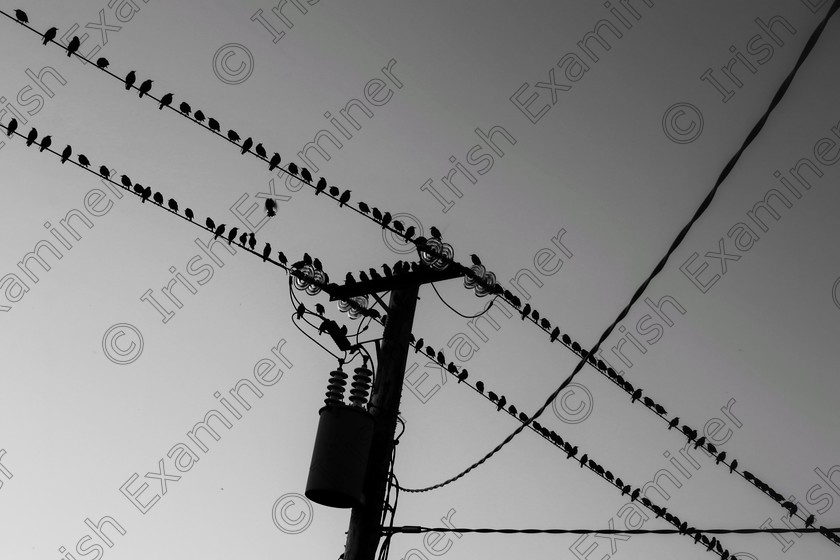 9F123135-C5BF-4AD6-A4B0-3276D0600E8C 
 Birds on a wire - nr. Gortroe, Co. Cork