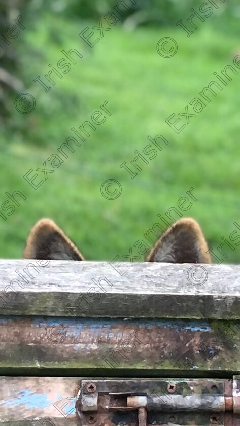 All Ears 
 "All Ears"
Sheba, German Shepherd Puppy, listening intently, in Macroom, Co. Cork.