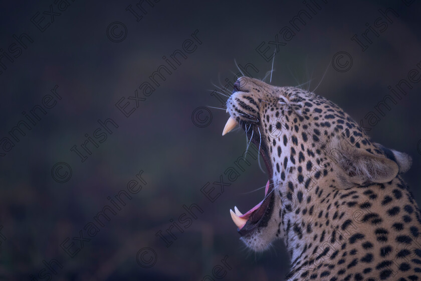 Baring teeth 
 "Baring Teeth"....Photo taken in Okavango Delta, Botswana. Picture: Bryan Enright