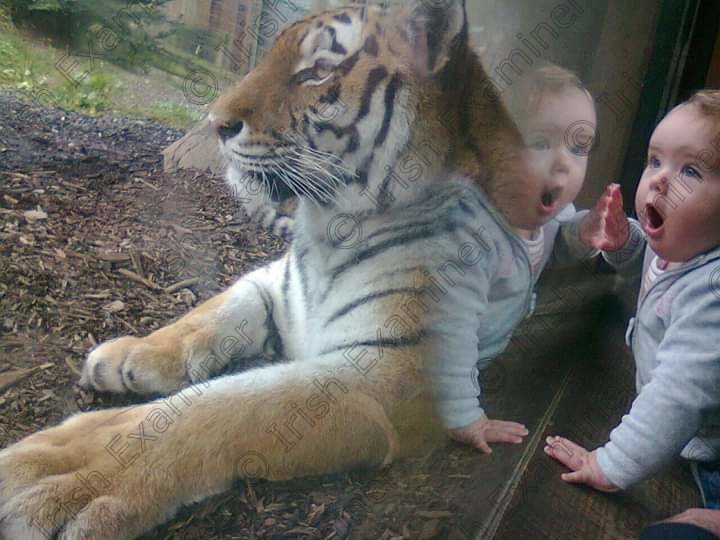 FB IMG 1588517278029 
 1 year old, Lucy McCarthy, Courtmacsherry enjoying her birthday trip to Dublin zoo.