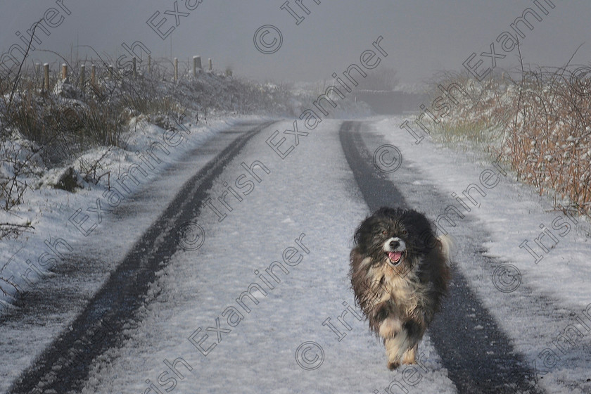 Scamp Running on our Snowy Road 
 I snuck out the house last Saturday morning (09.04.16) without children or dog so as not to get any footprints in the virgin snow. Needless to say when I returned there was a stack of snowballs and two children hidden in the garden waiting for a target to arrive and a dog who had forgotten how much fun snow is! What a fabulous family snowy morning that was! 
 Keywords: Snow