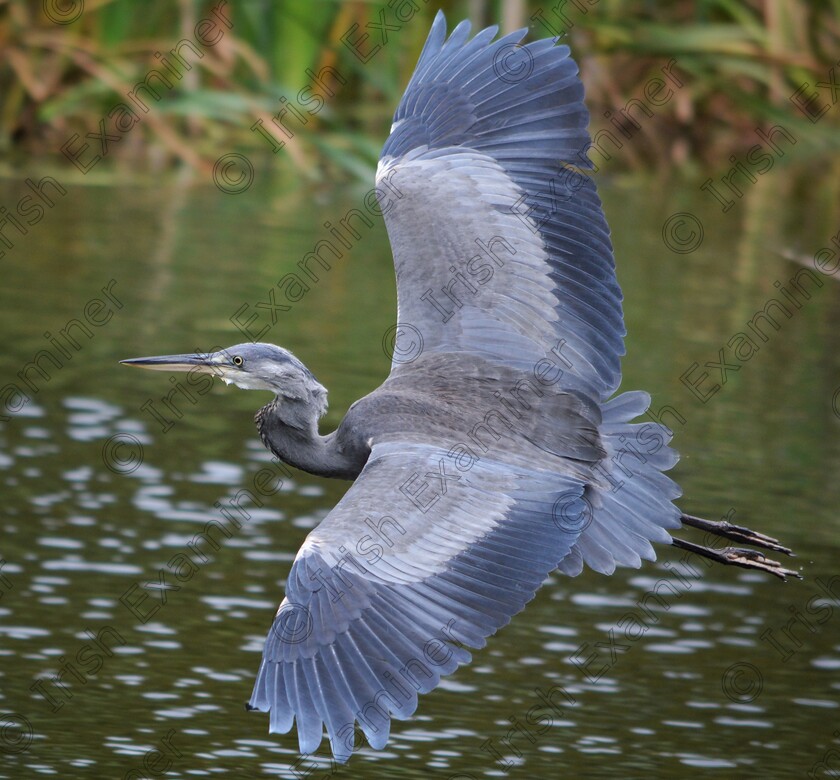 DSC 0908-01 
 A heron in flight above the river Dodder, Dublin