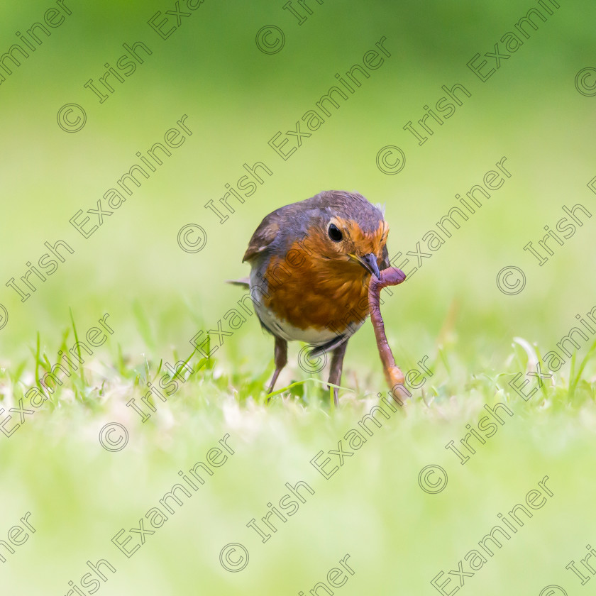 Tug of War 
 Ron Giesbers found this robin pulling a worm out of the ground on a warm summer morning.