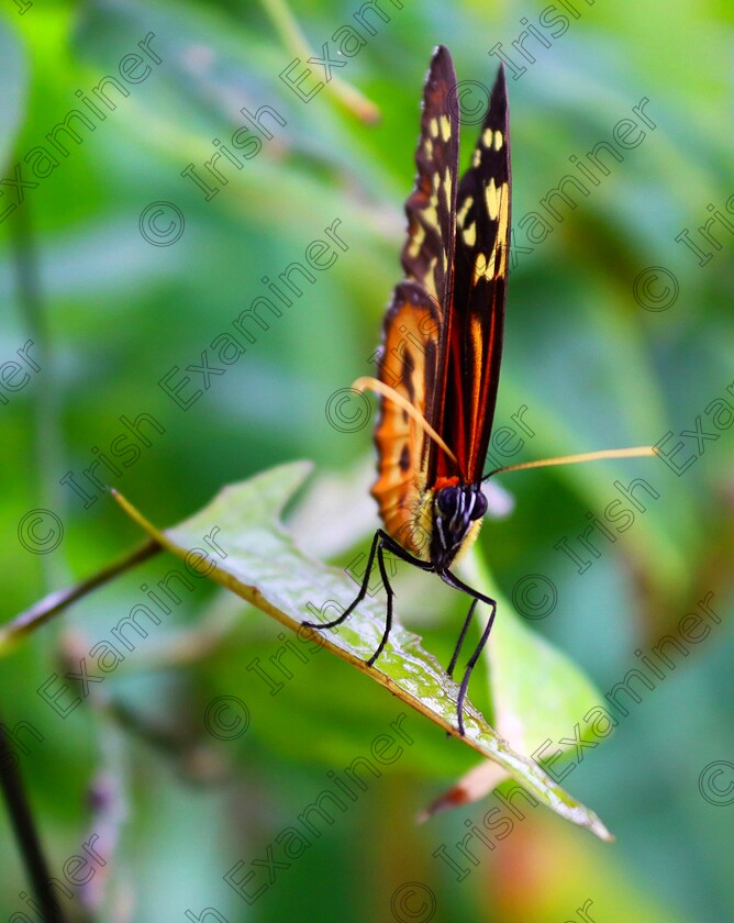 IMG 20250131 223830 
 A butterfly posing at the Butterfly House at Malahide Castle and Gardens, Malahide, Co. Dublin Picture: SiobhÃ¡n Keogh