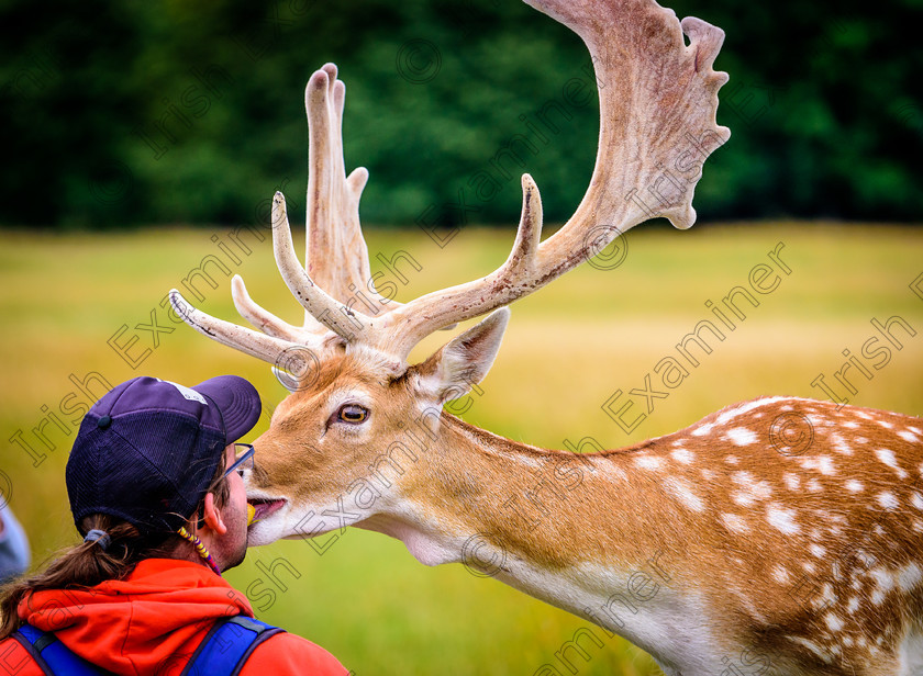 Deer-9191 
 Sharing is Caring....
Having a stroll in the Phoenix Park in August this year, I stood watching a few tame Stags very close to some picnickers. Suddenly one of them turned around with an apple in his mouth and the Stag stepped forward and took a bite! This was the moment!