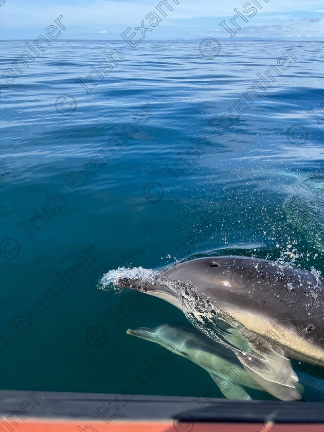 CEB2DD7A-A6EB-4394-BC2D-E820B911C3F6 
 Enjoying the dolphins off the Saltee Islands Co Wexford on the 6/08/202
Picture: Margaret Campion