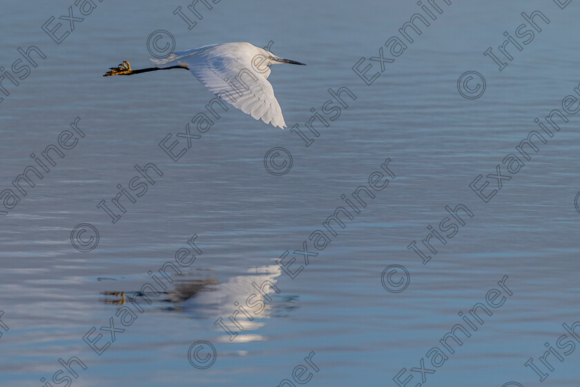 05-3 Gliding past 
 Egret, Gliding across the waters of Cork Harbour.
Rory O'Connor