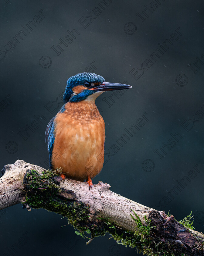 DSC 5105-1 
 Female Kingfisher making the most of the rain.