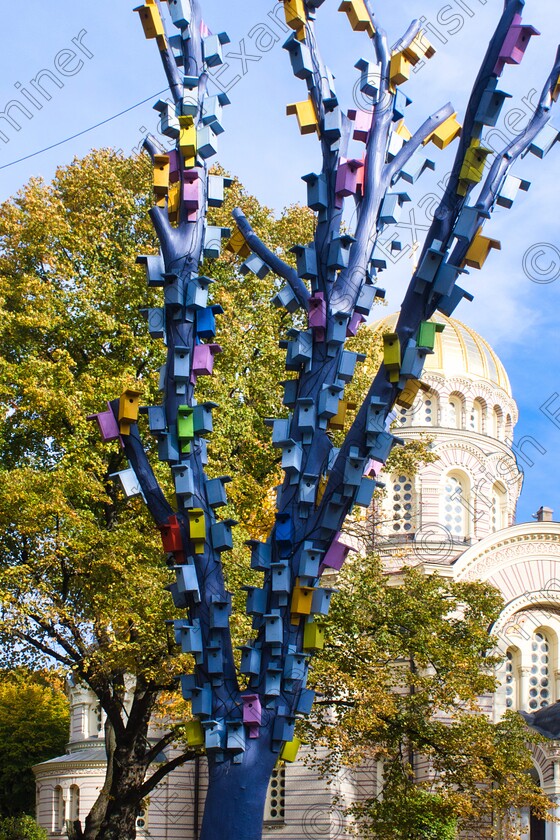 IMG 5966 
 The tree of the bird houses near The Nativity of Christ Cathedral ( Riga, Latvia )