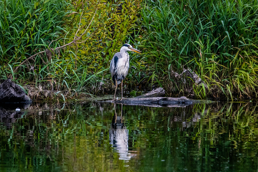 DSC 2397-2 
 Heron Reflections, Grey Heron at Cork Lee Fields, Photo Credit: Shane Broderick