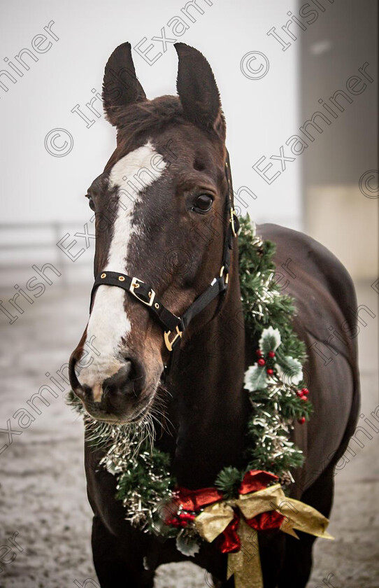 0F98DBEC-D94E-4C7B-9FE2-96BBF443C64D 
 Ronda getting in the festive Christmas spirit posing for her favourite photographer Shannon of blue raven photography, can you tell she loves the camera and Christmas