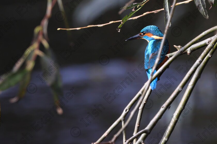 IMGD 7052 
 Kingfisher fishing from the shadows on the banks of the River Dodder, Dublin. November 2023. Picture: Alan Cowzer