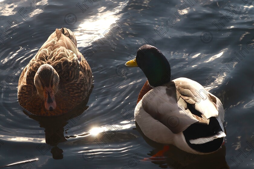 mallard pair 
 You Are The Light Of My Life
Mallard Pair Clongriffin Dublin 13
by Janette Kelly 
27th November 2013