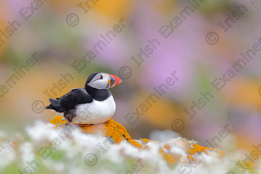 796E16D6-C748-4161-928C-B7AA5AF2187F 
 Puffin in wonderland. Photographed by Ashok Appu.