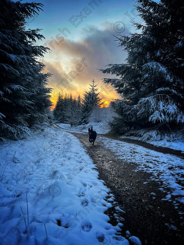 IMG 0380 
 7 month old German Shepherd 'Shadow' enjoying his first snow day in Limerick, Ireland.