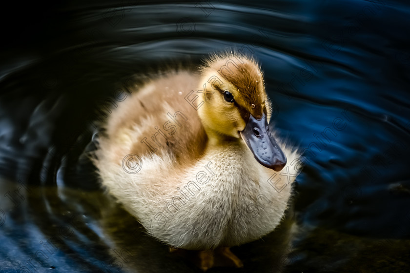 Herbert park duckling owen tighe 2017 
 Duckling, post splash, Herbert Park, Dublin.