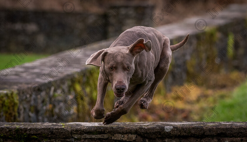 DSC 1761 
 Boundless Energy. Francesco the Weimaraner dog burning calories by jumping over walls in Shanagarry, Co. Cork. Photo: Mark Leo