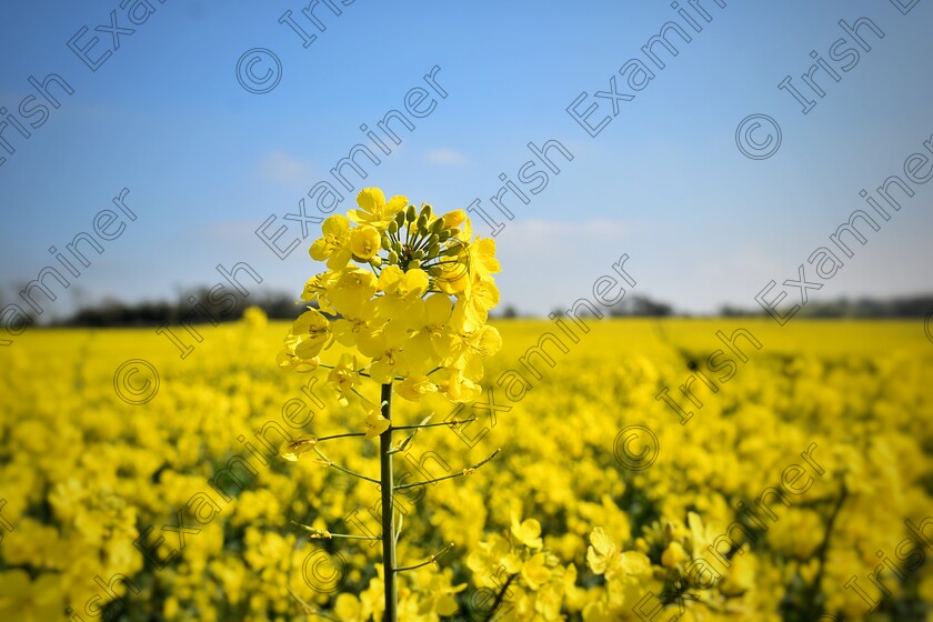 DSC 0673-01 
 "A Cut Above The Rest" Beautiful oilseed Rape crop in full bloom in Wilkinstown, Co Meath.