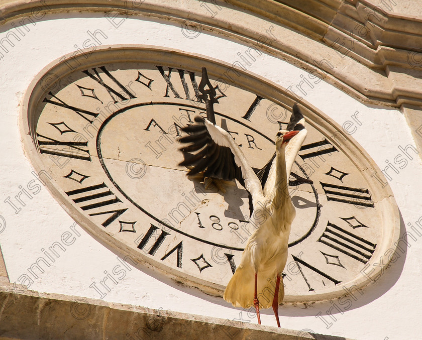 image 
 'Stork Time' A stork takes off to the the sound of the bell as clock strikes 3 in a Faro Church, Portugal. Picture Liz Searls-Spratt