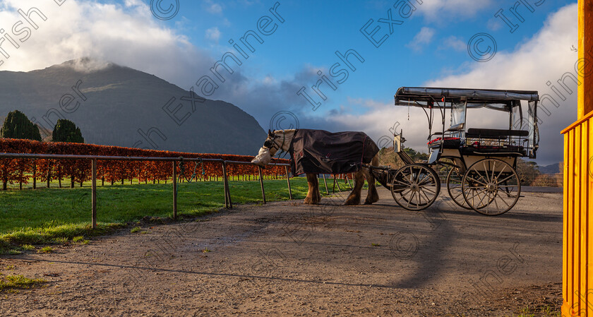 jaunting car (1 of 1) 
 Waiting for a client : I observed this lone horse /jaunting car munching as he waited in the designated area adjacent to Muckross House, Killarney, last Monday morning.