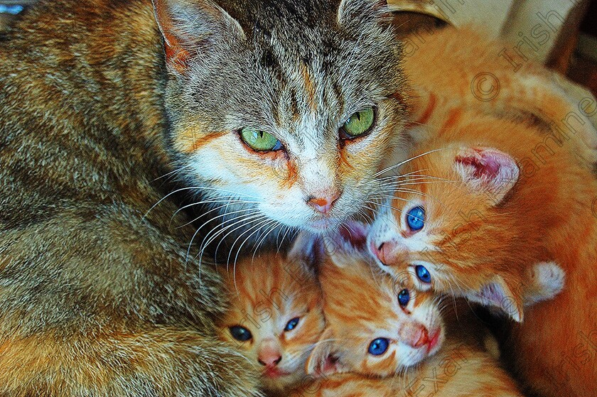 CAT KITTENS 
 My mothers cat and kittens. Picture: Sean McInerney.