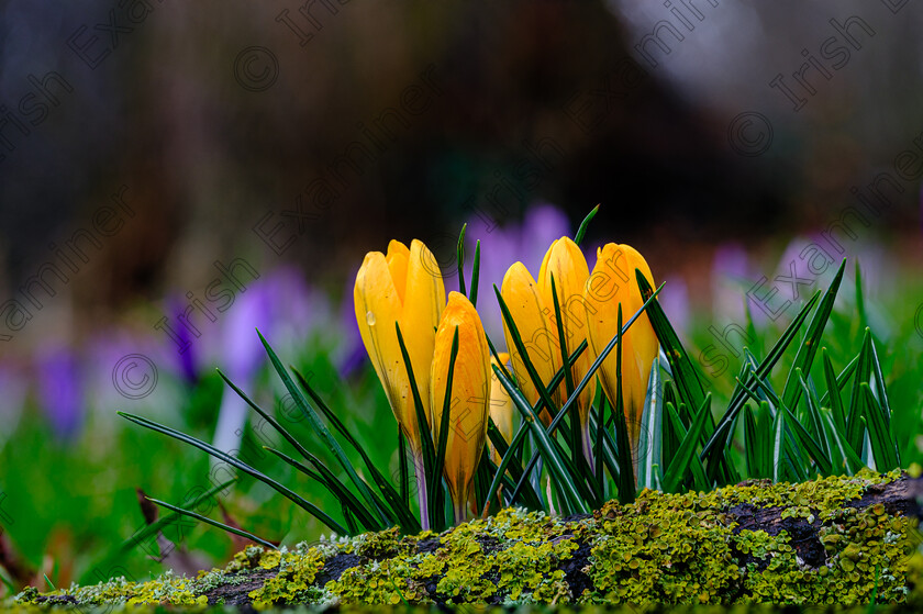 Spring Crocuses 
 Spring has arrived, crocuses taken in Herbert Park, Dublin, by Elaine O'Shea 
 Keywords: 2025, Crocus, Macro, Spring