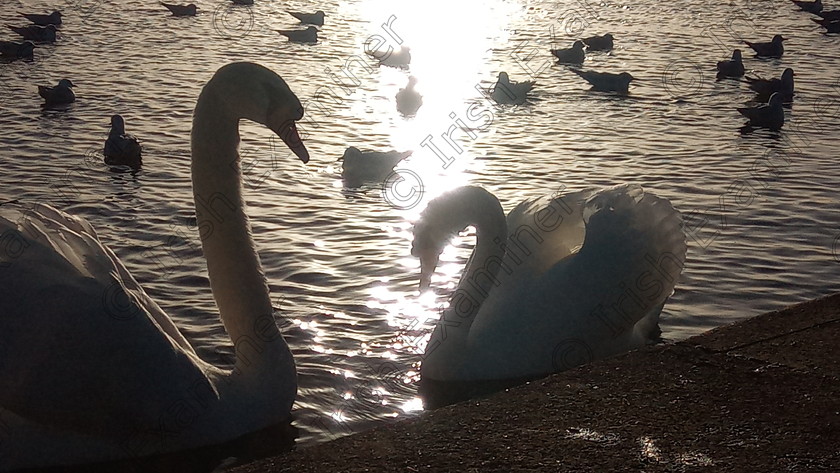 IMG 20201208 143234 3 
 Loughrea lake swans and ducks in setting winter sun..