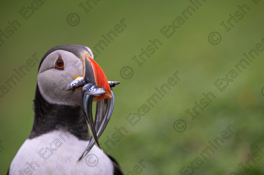 Puffin with Sandeels 
 Puffin with sandeels on Saltee Islands. Picture: Bryan Enright