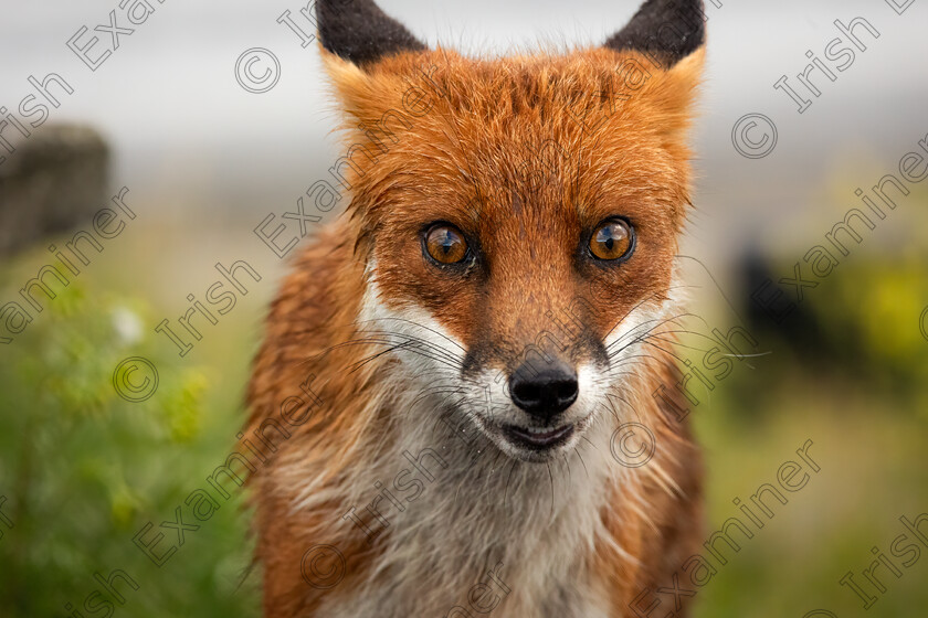 Fox1 
 Copper Coast Fox foraging along the seashore for shellfish at low tide in West Waterford. Picture: Vicki O'Donnell