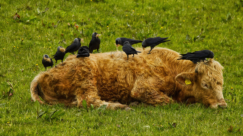 MG 0897 new A2 
 Bovine Grooming 
At first the scene had the rather sinister appearance of vultures on a carcass but on closer inspection I realised the cow was enjoying a good grooming session while the jackdaws were flying off with lots of free nesting material! Taken in a field near my house in Monaghan.