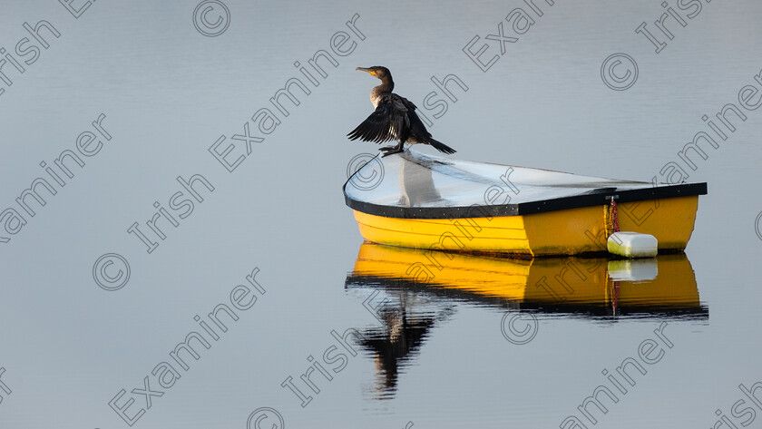 Cormorant on Yellow Boat 3, 14122023 
 Cormorant on Yellow Boat at Lough Allua, Ballingeary, Co Cork 14/12/2023