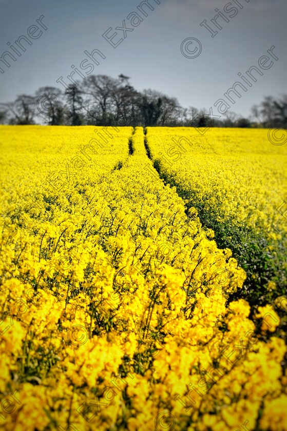 DSC 0687-01 
 "Field of Gold" A field of beautiful Oilseed Rape in full bloom in Wikinstown Co. Meath.