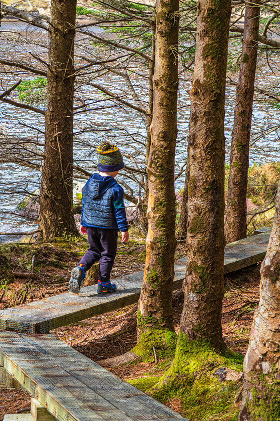 Dara-Glanteenassig Forest park-3020 
 Dara O Neill striding ahead on the boardwalk at Glanteenassig Forest Park east of Dingle Co Kerry,during the Easter break 2023.Photo by: Noel O Neill 
 Keywords: Easter, Glanteenassig, family