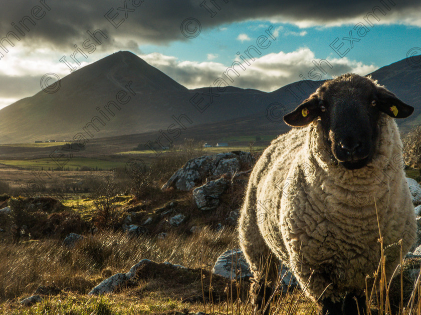 untitled-1150977 
 Suffolk ram with Croagh Patrick in the background, just outside Westport, Co. Mayo. Picture: Brian Joyce
