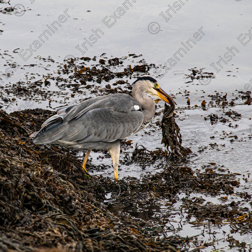 Heron + Eel-3028 
 Hungry heron at Dingle Harbour- Sept 2024.Photo by: Noel O Neill 
 Keywords: heron