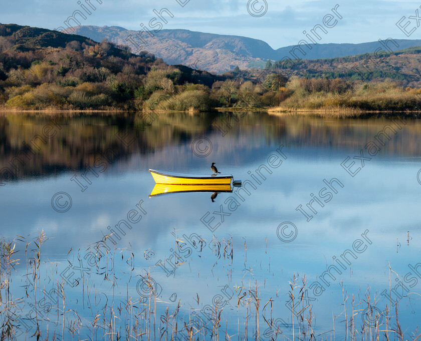 DSC6209 
 Gone Fishing, Shag - Lough Allua, Ballingeary.
Picture: Humphrey Twomey