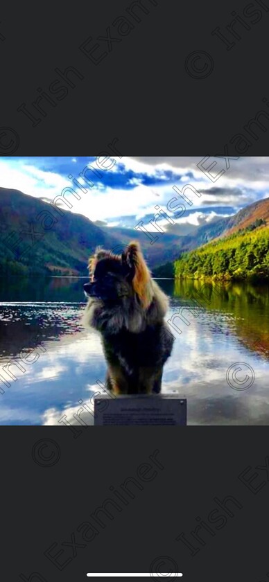 0E2675EE-E1E1-40F6-AB80-EEC7EB760EAD 
 Perched
Coco, my chihuahua at dusk perched in front of the lake at Glendalough December â€˜21