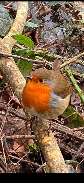 robin 
 Robin, Blarney Castle & Gardens , Sunday Feb 9th , my Birthday, this Cutie joined me on my stroll, and eventually posed for a pic.