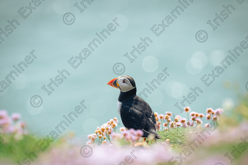 DSC 6118 L 
 A Puffin enjoying the sun on the Saltee Islands