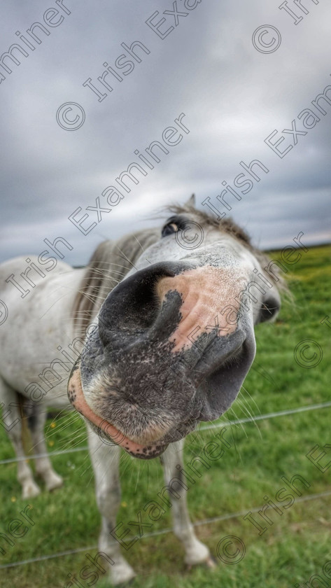 46039344 2030940430278297 1677248470697639936 o

PHOTOBOMB
Bart the Horse at Bromore Cliffs County Kerry
picture by Sharon mOWAT